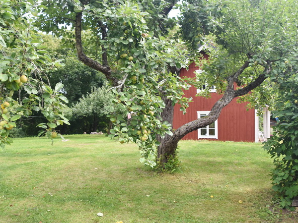 Garten mit Apfelbäumen