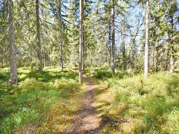 Spazierweg durch den eigenen Wald
